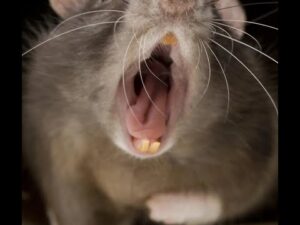 Rat eats baby in the morgue / Negligence