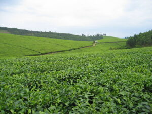 A simplified guide to understanding the types of land ownership in Uganda